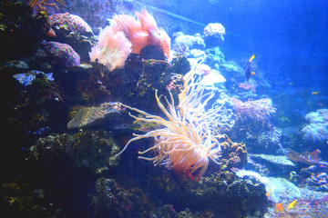 tropical fish in an aquarium