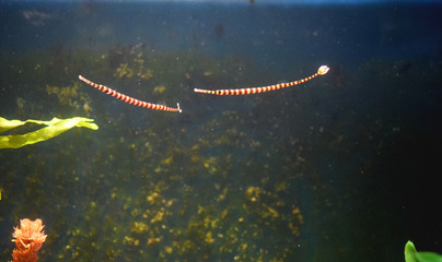 striped seahorses in the aquarium