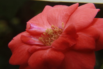 Beautiful rose flower