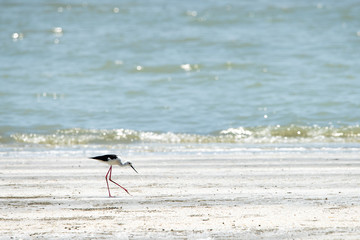 black-winged stilt walking on the beach