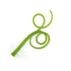 fresh green tendril of watermelon isolated on white background