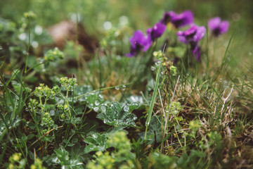 foggy landscape in the wild Carpathian mountains