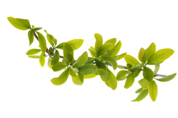branch with leaves of barberry isolated on white background