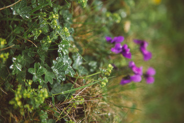 foggy landscape in the wild Carpathian mountains