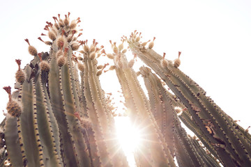 Cactus landscape in desert.