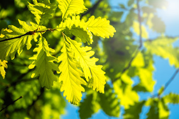 Oak branches with green leaves against a clear blue sky.