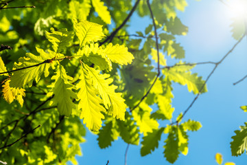 Oak branches with green leaves against a clear blue sky.