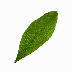Fototapeta na wymiar fresh green leaf of barberry isolated on white background