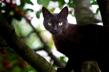 The little black domestic cat