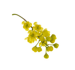 branch with yellow barberry flowers isolated on white background