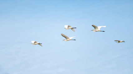 A flock of Great Egret Flying with blue sky.