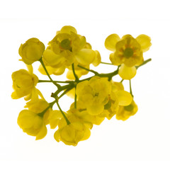 branch with yellow barberry flowers isolated on white background