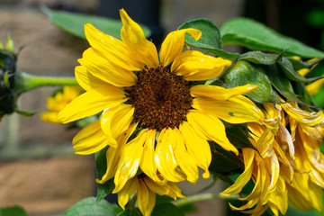 sunflower in the garden