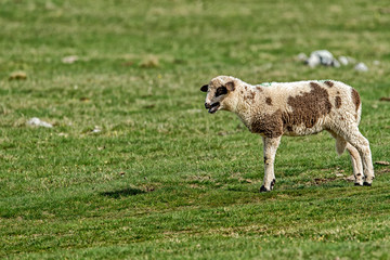 Lambs and sheeps on a green field