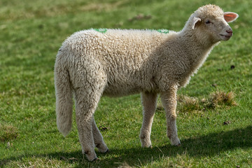 Obraz premium Lambs and sheeps on a green field