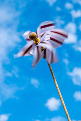 colorful pinwheel on blue sky