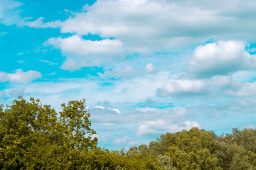 trees and blue sky