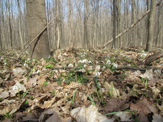 a lot of snowdrop