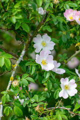 white flowers in the garden