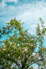 branch of a tree
