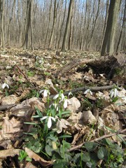 snowdrop blooms in the forest
