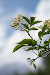 branch of tree with green leaves on blue background