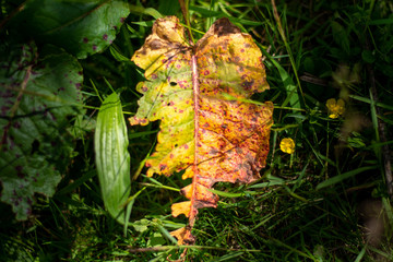 decayed leaf