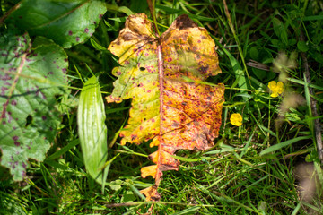 decayed leaf