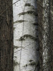 birch tree