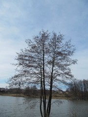 alder tree and lake