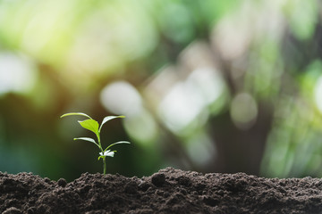 Close-up young plant growing in the soil concept save nature or agriculture on soft green tree background.