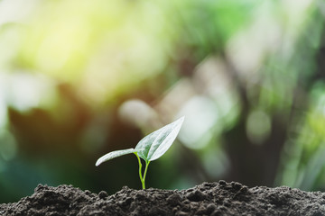 Close-up young plant growing in the soil concept save nature or agriculture on soft green tree background.