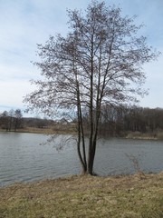 alder tree and lake
