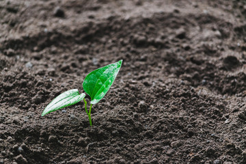 Close-up young plant growing in the soil concept save nature or agriculture on soft green tree background.