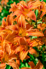 Bright orange tiger lilies close-up in garden in the sunslight day