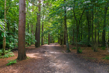 Waldweg