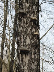 birch mushroom