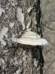 birch mushroom