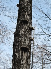 birch mushroom