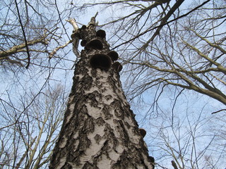birch mushroom