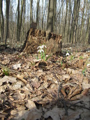 a lot of snowdrop