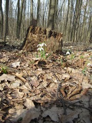 a lot of snowdrop