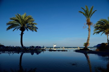 balanced palm trees