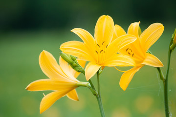 Fototapeta premium Daylily & Hemerocallis middendorffii - ニッコウキスゲたち