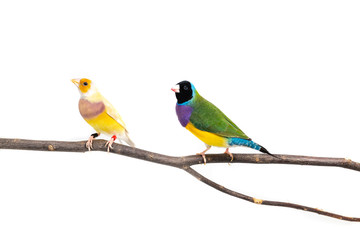 Gouldian finch Bird