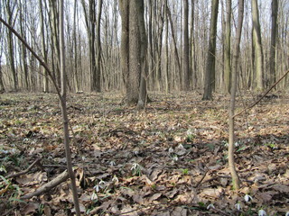 forest and snowdrops