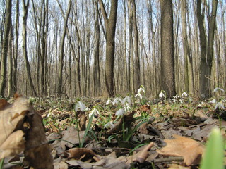 a lot of snowdrop