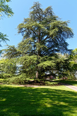 Arbre conifère