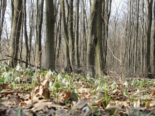 a lot of snowdrop