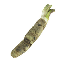 single fresh wasabi root isolated on white background